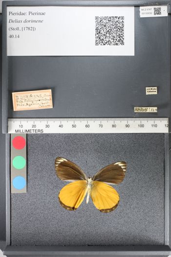 Media type: image;   Entomology 130032